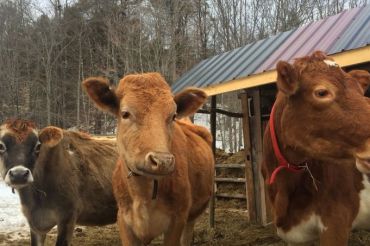 Strolling of the Heifers Farm Tours
