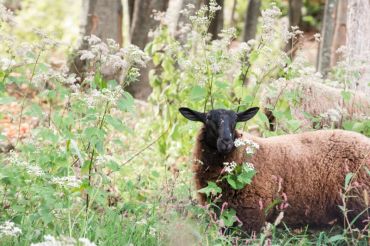 Farm Tour at Retreat Farm | Open Farm Week 2020