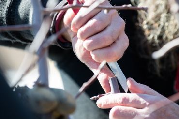 Bud Grafting Workshop with Orchardist Zeke Goodband | Scott Farm Orchard