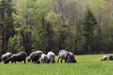 Virtual Tour of Gotland Island, Sweden with Vermont Grand View Farm | Open Farm Week 2020