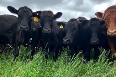 Evening Pasture Walk and Burger Night at Snug Valley Farm | 2019 Open Farm Week