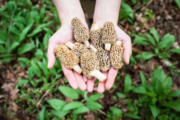 Spring Wildcrafting: Greens & Mushrooms | Shelburne Farms