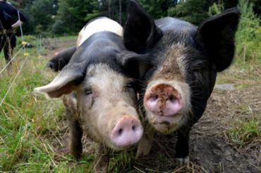 Sterling College Farm Tour | 2019 Open Farm Week