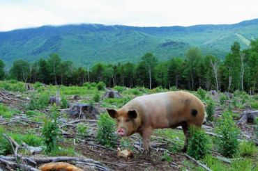 Feeding Pastured Pigs at the Von Trapp Farmstead | 2019 Open Farm Week