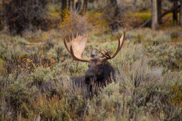 Tinmouth's 2018 Wild Game Supper