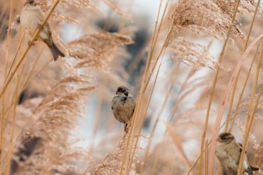 Community Farming & Grassland Birds | Shelburne Farms