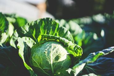 The Art of Fermentation | Sterling College