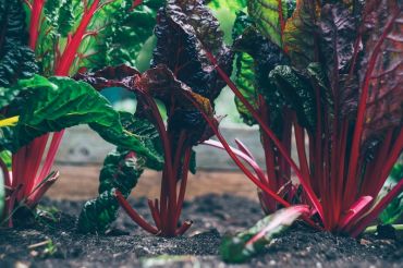 Square Foot Gardening 2.0 | City Market