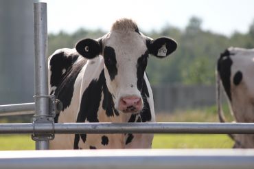 Faces of Dairy: Conversations with Vermont Farmers
