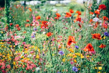 The Vermont Flower Show 2019