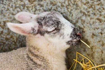 Billings Farm's Junior Farmer Camp