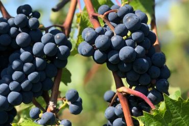 VT Grape & Wine Workshop | Hunger Mountain Coop