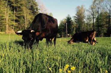 Management Intensive Grazing Class