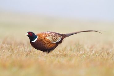 Bradford's 2019 Wild Game Supper