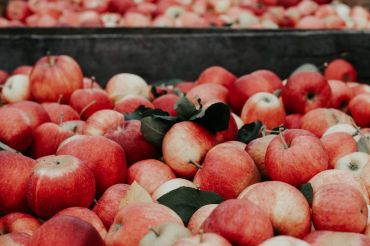 Annual Vermont Apple Festival and Craft Show | Springfield