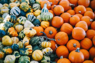 Squashes & Gourds | The Kitchen at the Store
