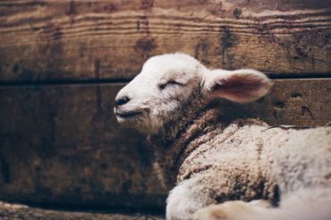 Considering Sheep? Shepherd Brainstorm and Help Session at Cloverworks Farm | Open Farm Week 2020