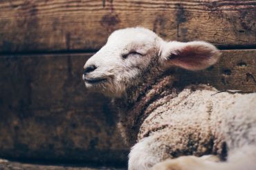 Baby Farm Animal Celebration | Billings Farm