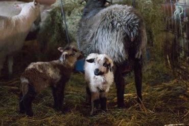 Vermont Sheep & Goat Association Lambing Clinic
