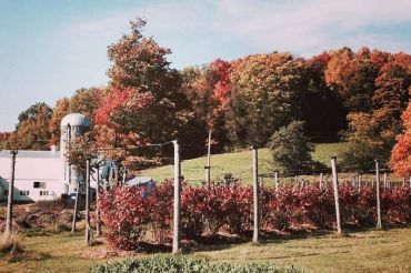 Virtual Tours with Last Resort Farm | Open Farm Week 2020