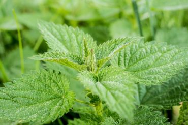 Weed Walk and Nettle Pesto Making with Spoonful Herbals