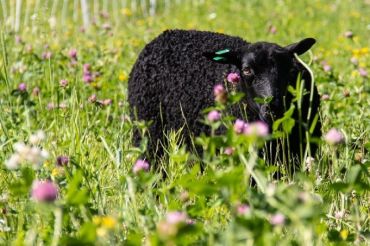 Family Felting Class at Vermont Grand View Farm | Open Farm Week 2020