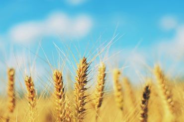 Annual Harvest Fest | Enosburg Falls