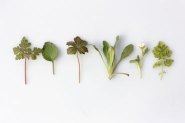 Garden Medicine Workshop | Retreat Farm
