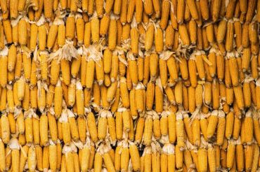 Harvest Festival | Billings Farm & Museum