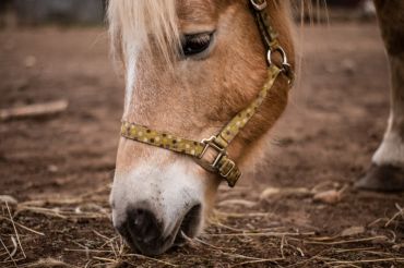 Deerfield Valley Farmer's Day Exhibition