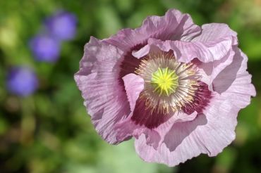 Pick and Design Your Own Market Bouquet with June Farm | Open Farm Week 2020