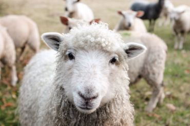 Webinar Series: Three Steps to Better Meat Production - Designing a System