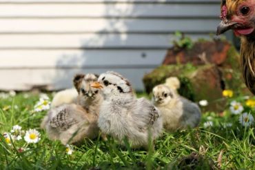 Lunchtime Live with Farmer Nicolle of Sugar Feather Farm | Open Farm Week 2020