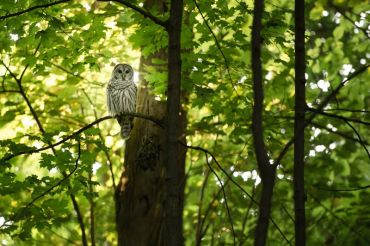 Slow Birding in the Sugarbush | Hi Vue Maples