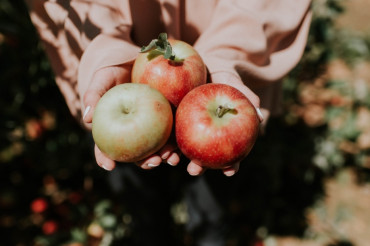 Hunger Mountain Orchard