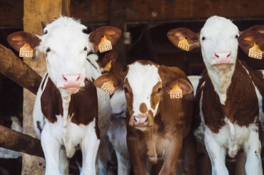 Franklin County Field Days