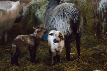 Baby, Spring has arrived! | Lambing Season in Vermont
