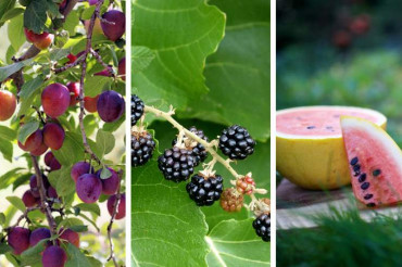 The magic of late summer fruit