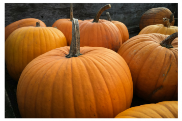 15th Annual Pumpkin Festival at Cedar Circle Farm  Sunday, October 8— Family Fun!