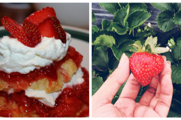 Vermont Strawberry Festivals are a Taste of the Season