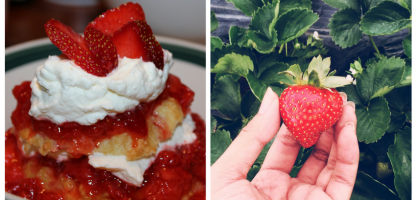 Vermont Strawberry Festivals are a Taste of the Season