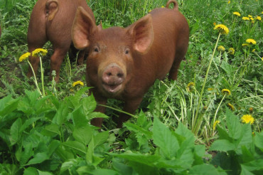 Green Mountain Girls Farm