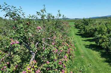 Northcourt Orchard