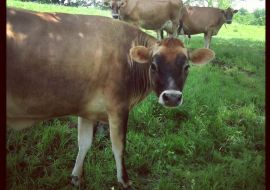 Hollister Hill Farm and B&B