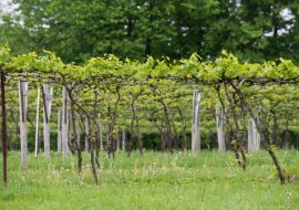 Lincoln Peak Vineyard and Winery