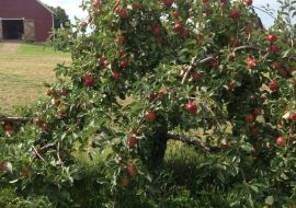 Chapin Orchard