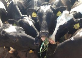 Monument Farms Dairy