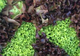 Norwich Farmers Market - Winter