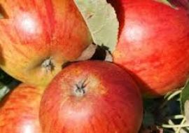 Windfall Orchards