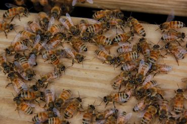 Brookfield Bees